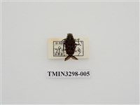 藏品(叉斑陷紋金龜)的圖片